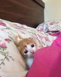 an orange and white cat peeking out from under the covers on a bed with pink sheets