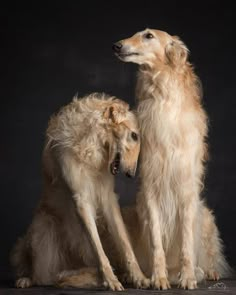 two dogs sitting next to each other in front of a black background and one dog has its head on the back of another dog