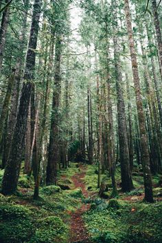 a path in the middle of a forest with lots of trees and moss growing on it