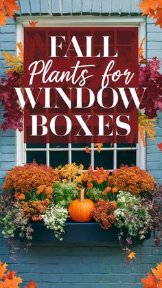 fall plants for window boxes with text overlay