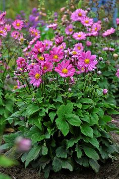 purple flowers are blooming in the garden