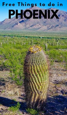 a large cactus with the words free things to do in phoenix