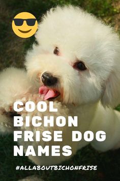 a small white dog with sunglasses on it's head and the words cool bichon frise dog names