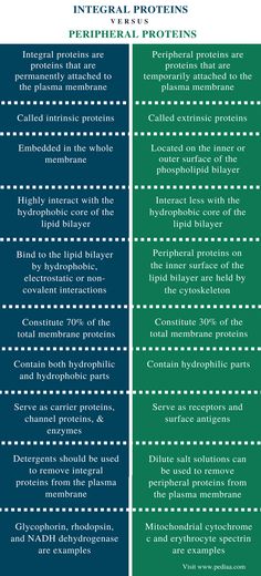 the differences between polycyclical and antibiotics