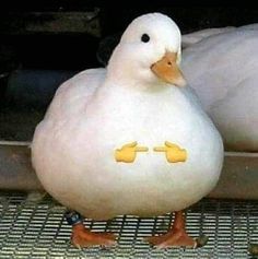 two white ducks sitting next to each other on top of a metal grating surface