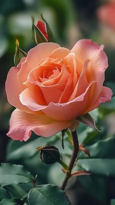 a pink rose with green leaves in the background