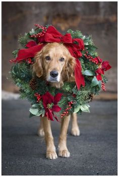 a golden retriever dog wearing a christmas wreath