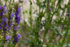 Hyssop Benefits, Tea For Cough, Asthma Symptoms, Healthy Digestive System, Attracting Bees, Herbal Healing, Common Cold, Stomach Acid, Health Guide