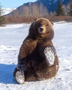 a brown bear sitting in the snow with his paw on it's chest and paws up