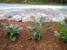 three plants growing out of the ground in front of some rocks and mulchs