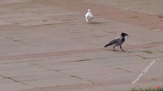 two birds are walking around on the pavement