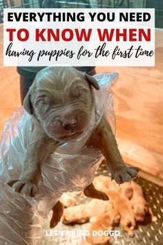 a puppy in a plastic bag with the words everything you need to know when having puppies for the first time