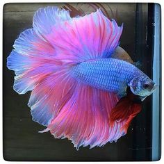 a siamese fish with pink and blue fins