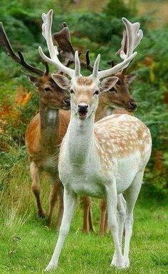 three deer standing in the grass with their heads turned to look like they are looking at the camera