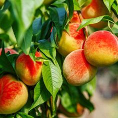 peaches growing on a tree with green leaves