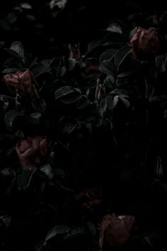 some very pretty dark colored roses in the dark night time with only one blooming