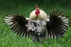 a rooster with its wings spread out in the grass, stretching it's body