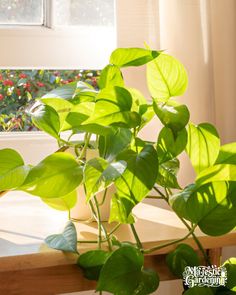 a potted plant sitting on top of a wooden table in front of a window