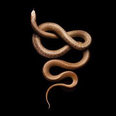 a brown snake on a black background