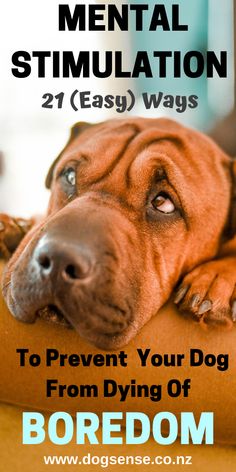 a brown dog laying on top of a couch with its head resting on the pillow