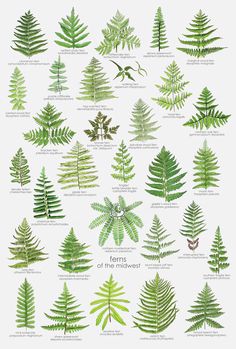 the different types of ferns and their leaves are shown in this poster, which shows how they