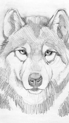 a pencil drawing of a wolf's face