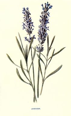 an illustration of lavender flowers on a white background