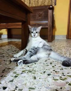 a gray and white cat laying on the floor