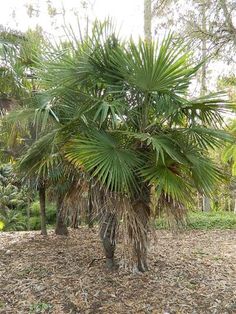 a large palm tree with lots of leaves