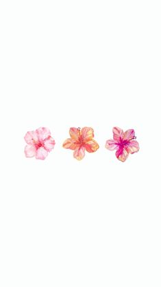 three small pink flowers on a white background