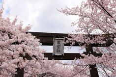 cherry blossoms are blooming on the trees in front of a sign that reads tokyo