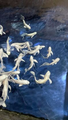 a group of white fish swimming in a blue water tank at a zoo or aquarium