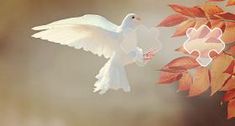 a white bird flying next to a tree with red leaves