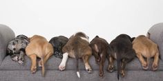 five dogs are sleeping on the back of a gray couch with their heads resting on each other