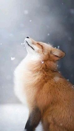 a fox sitting in the snow with its eyes closed and it's head up