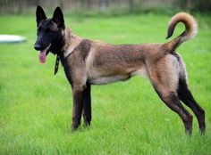 a brown and black dog standing on top of a lush green field