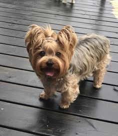 a small brown dog standing on top of a wooden deck