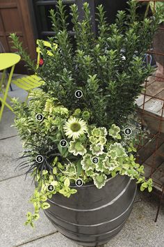 a potted plant with many different plants in it