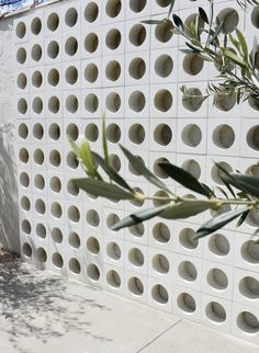 an olive tree is in front of a white wall with holes and leaves on it