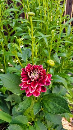 a red and pink flower in the middle of some green plants