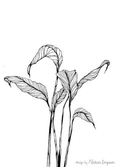 a black and white drawing of two flowers