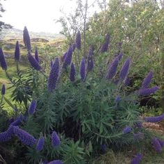 some purple flowers are growing in the grass