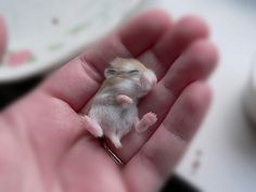 a small hamster sitting in the palm of someone's hand