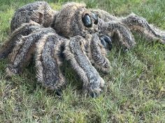 a large spider laying in the grass