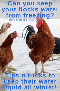 two chickens standing next to each other with the words can you keep your flocks water from freezing?