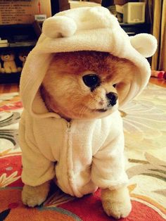 a small dog wearing a robe and hat