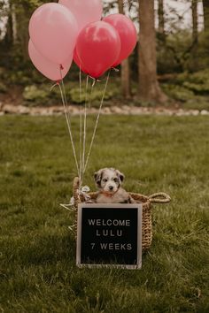 a dog sitting in a basket with balloons and a sign that says welcome lulu 7 weeks