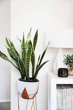 a potted plant sitting on top of a metal stand next to a white wall