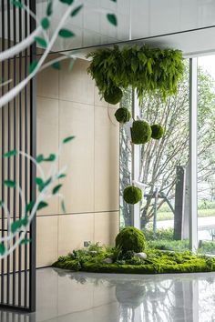 an indoor garden with moss growing on the ground and trees in the window sill