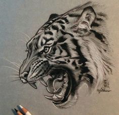 a pencil drawing of a tiger with its mouth open